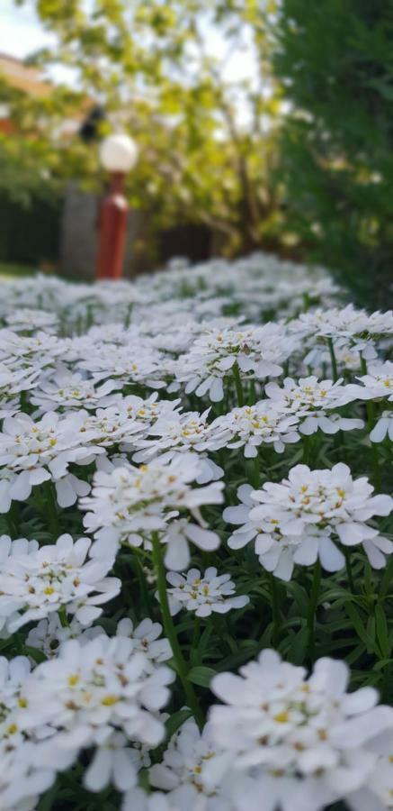 Apartma Jelka Novigrad Istria Esterno foto