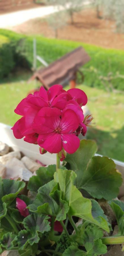 Apartma Jelka Novigrad Istria Esterno foto